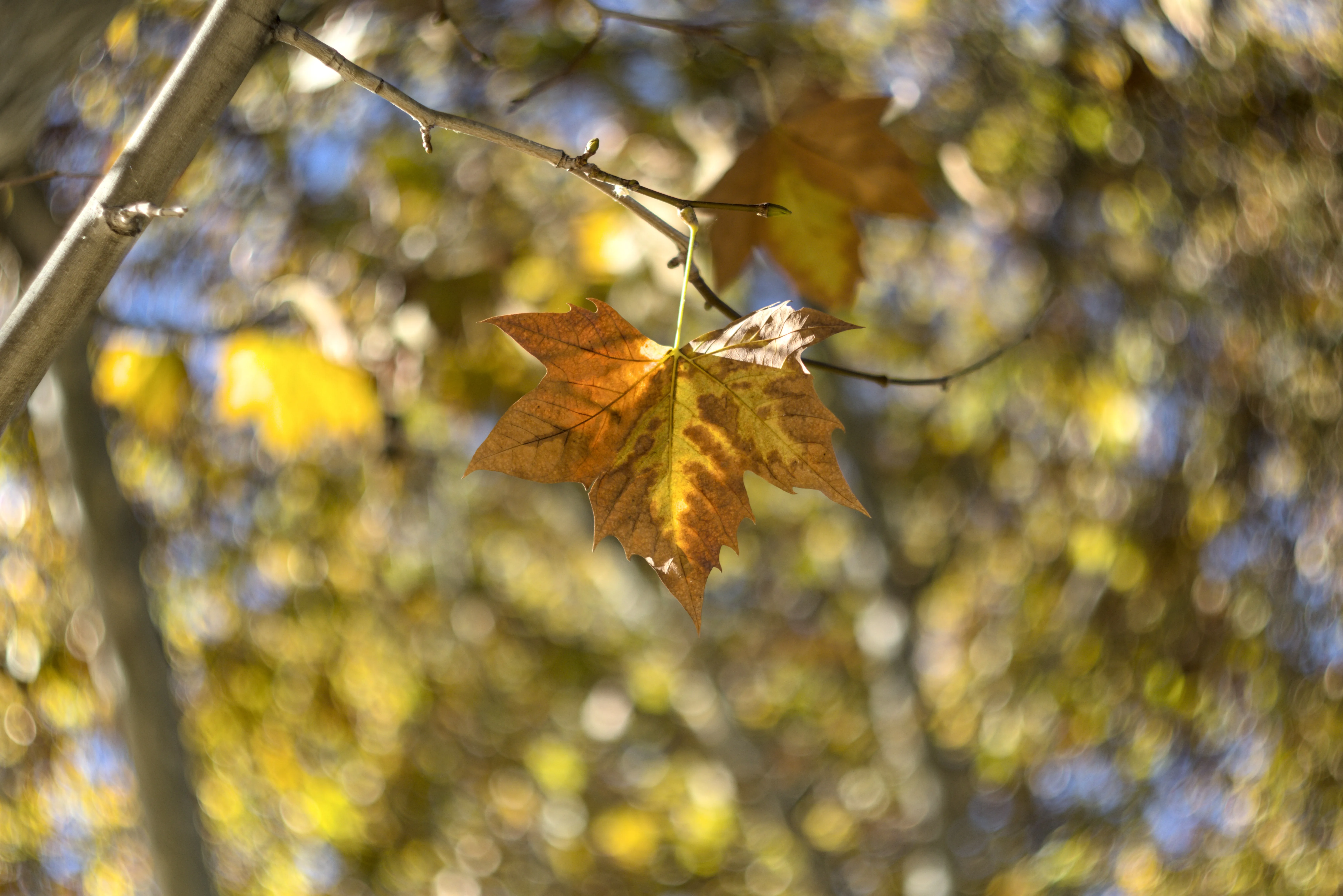 Zenith Helios-77M-4 1,850 (VOMZ) - _I4A7108.webp